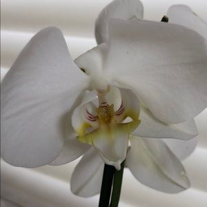 Meet your Posher, Annie